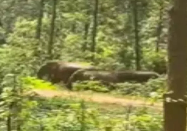 Raigarh Elephants News : हाथियों के झुंड का वीडियो बना रहे बाइक सवारों को हाथी ने दौड़ाया..बाल बाल बचा पाए अपनी जान..पढ़ें पूरी ख़बर