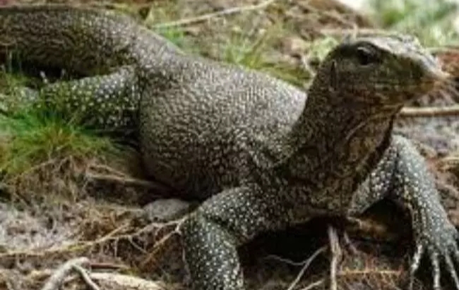 Raigarh News : वन्य प्राणी गोह का अवैध शिकार...दो नाबालिग लड़कों के खिलाफ FIR दर्ज...पढ़ें पूरी खबर