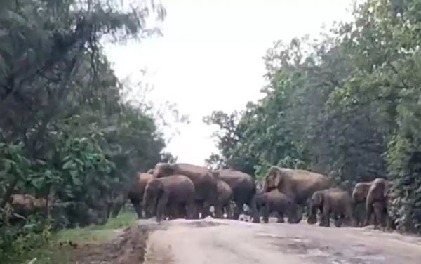 Raigarh Elephants News : रायगढ़ के धरमजयगढ़ वन मंडल में 70 हाथियों का डेरा..यातायात हो रहा प्रभावित..पढ़ें पूरी ख़बर