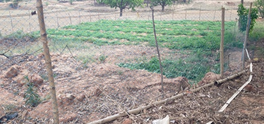 डबरी के पानी से किसान के खेतों में आई हरियाली,बहुफसलीय खेती का ले रहे लाभ,&nbsp;सब्जी की खेती से आय में हुई बढ़ोत्तरी