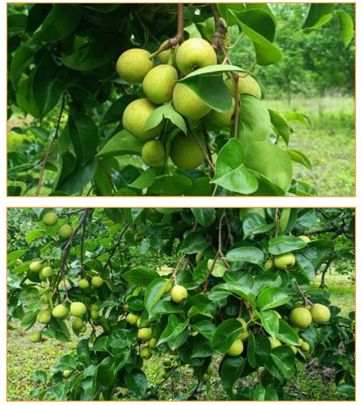 जिले में पहली बार एग्री -हॉटी क्रेता विक्रेता सम्मेलन का आयोजन....देश के कई राज्यों की कंपनियां होंगी शामिल.....किसान करेंगे एफ.पी.ओ. के जरिये क्रेता कंपनी से समझौता