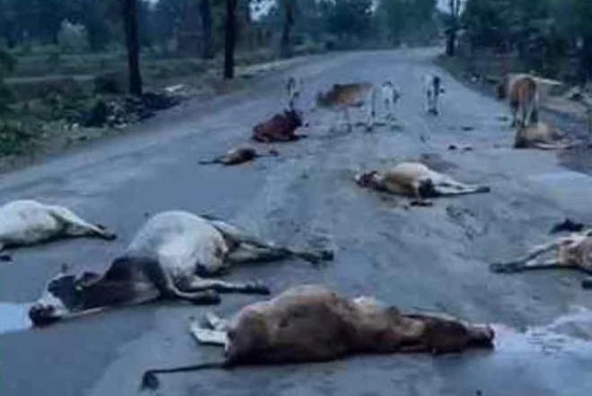 CG News : दर्दनाक हादसा.! तेज रफ्तार वाहन ने सड़क पर बैठे मवेशियों को रौंदा..17 गायों की मौत, 4 घायल..पढ़ें पूरी ख़बर