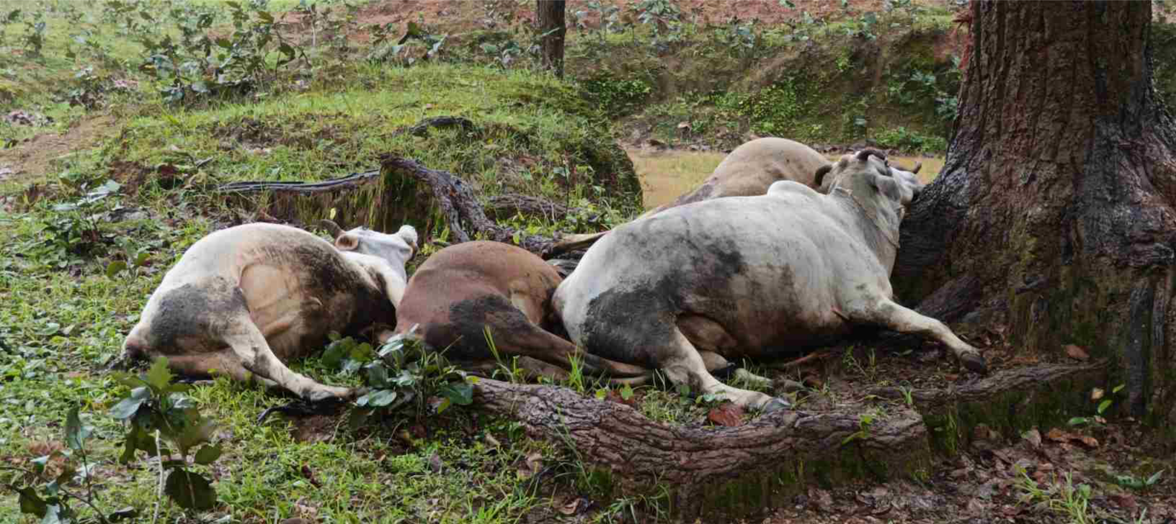 अचानक मौसम बदला, आकाशीय बिजली गिरने से चार मवेशियों की मौत