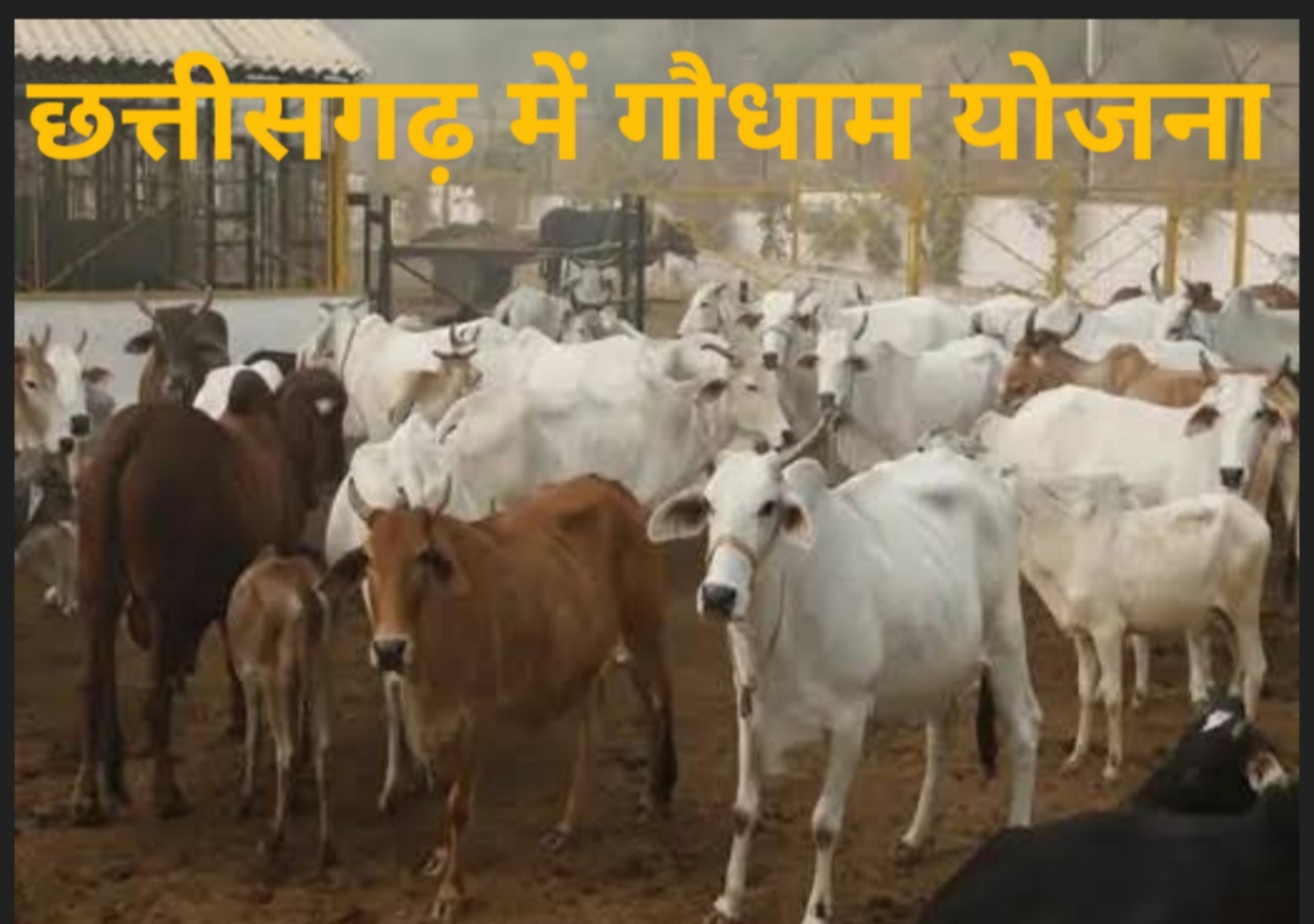 *छत्तीसगढ़ में &lsquo;गौधाम योजना&rsquo; की शुरुआत &ndash; पशुधन सुरक्षा, नस्ल सुधार और ग्रामीण अर्थव्यवस्था को मिलेगा संबल....गावों में&nbsp;रोजगार का आएगा नया आयाम &ndash; मुख्यमंत्री श्री विष्णु देव साय*