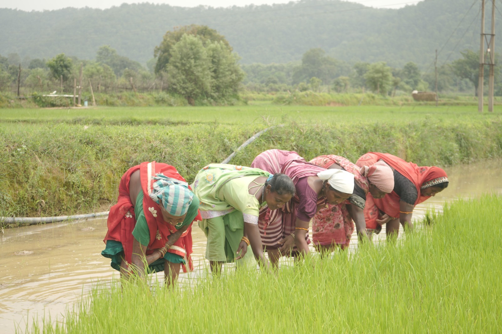 *समय पर मिला खाद, खिल उठी उम्मीदें, संतोष की मेहनत में भरेंगे रंग*&nbsp;