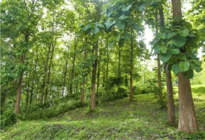 निजी भूमि पर प्राकृतिक रूप से उगे तथा रोपित वृक्षों की कटाई हेतु आवश्यक दिशा-निर्देश जारी