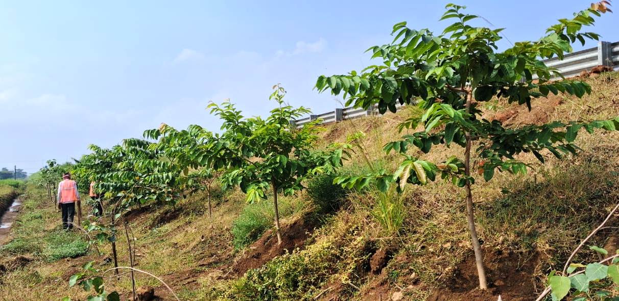 राष्ट्रीय राजमार्ग बन रहे ग्रीन कॉरिडोर:एक पेड़ माँ के नाम सड़कों के किनारे और डिवाइडर्स पर पौधरोपण...तरक्की की राह के साथ साथ हरियाली की छांव भी &ndash; मुख्यमंत्री श्री साय