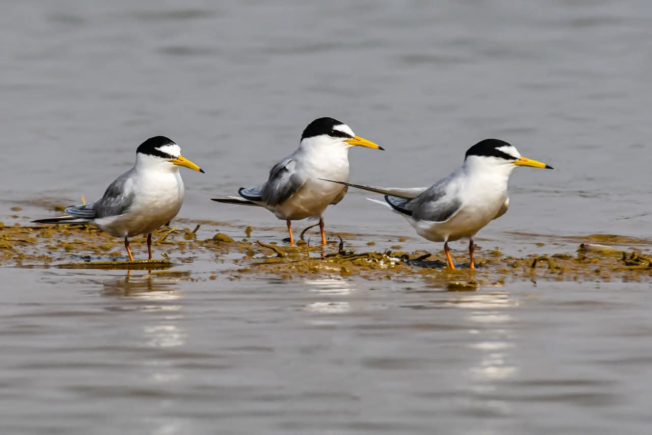 कोपरा जलाशय के रामसर स्थल बनने से क्षेत्र को राष्ट्रीय व अंतरराष्ट्रीय स्तर पर मिलेगी पहचान,राज्य वेटलैंड प्राधिकरण ने भेजा प्रस्ताव