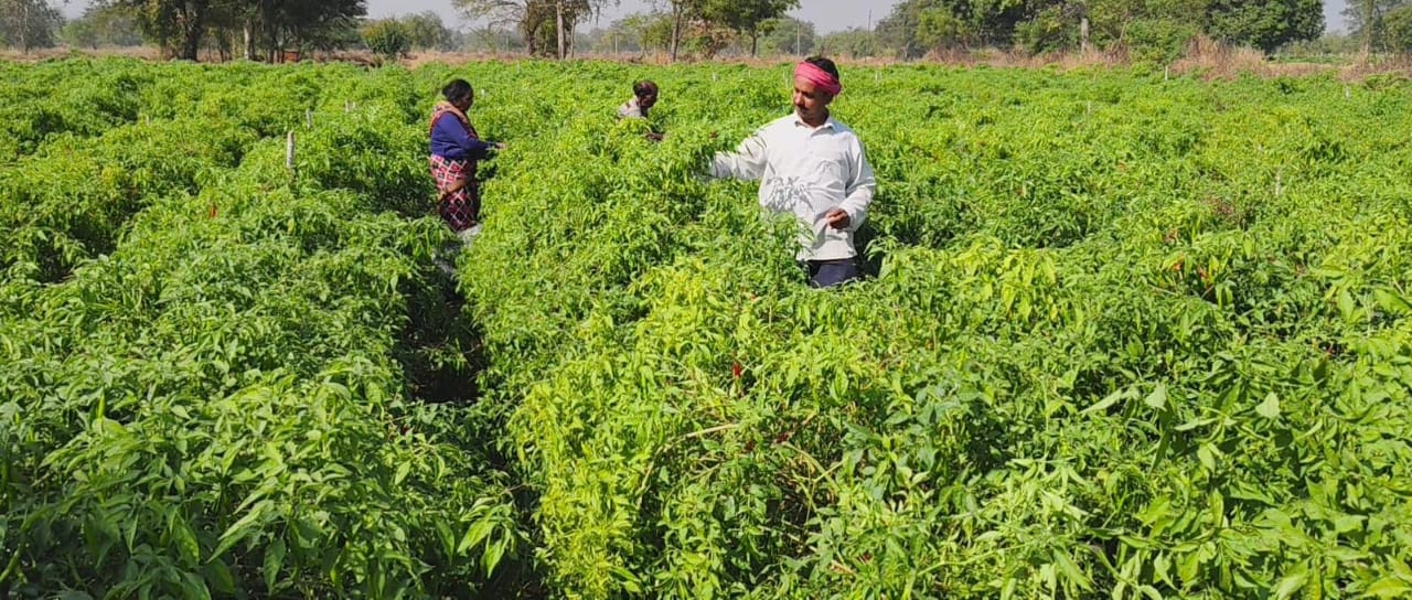ड्रिप खेती से लाखों की कमाई: मिर्ची ने बदली किसान मुकेश चौधरी की किस्मत&rdquo; सालाना लाखों की कमाई,नवाचार खेती से बने सफल कृषि उद्यमी, पड़ोसी गांवों के किसानों के लिए प्रेरणा