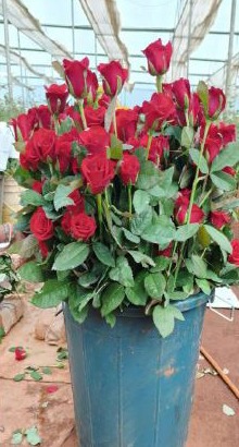 खेतों में अब सिर्फ धान नहीं, खुशबू भी उग रही है,छत्तीसगढ़ में पुष्प खेती से बदल रही किसानों की तकदीर