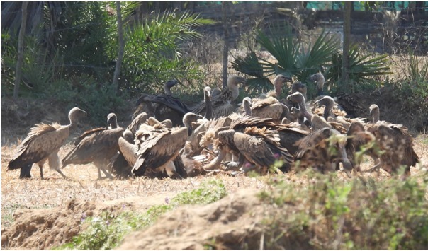गिद्ध संरक्षण में छत्तीसगढ़ की नई उड़ान,इंद्रावती टाइगर रिजर्व बना देश का मॉडल