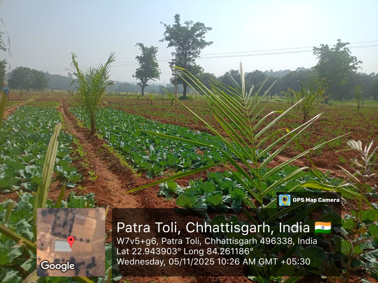 कृषकों के भविष्य को सुरक्षित करने राज्य सरकार की दूरदर्शी योजना, ऑयल पॉम खेती के लिए अतिरिक्त दिया जाएगा अनुदान