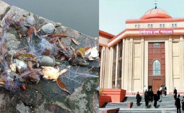 CG News : हाई कोर्ट की गंभीर टिप्पणी, कहा- 'पवित्र स्थान को गंदा बना दिया'..कुंड में कछुआ की मौत का मामला...पढ़ें पूरी खबर