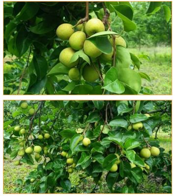 जिले में पहली बार एग्री -हॉटी क्रेता विक्रेता सम्मेलन का आयोजन....देश के कई राज्यों की कंपनियां होंगी शामिल.....किसान करेंगे एफ.पी.ओ. के जरिये क्रेता कंपनी से समझौता