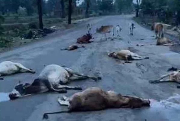 CG News : दर्दनाक हादसा.! तेज रफ्तार वाहन ने सड़क पर बैठे मवेशियों को रौंदा..17 गायों की मौत, 4 घायल..पढ़ें पूरी ख़बर