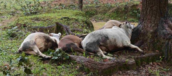 अचानक मौसम बदला, आकाशीय बिजली गिरने से चार मवेशियों की मौत
