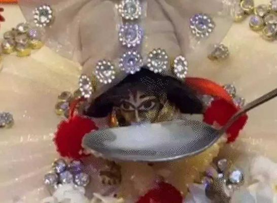 CG Big News : जन्माष्टमी पर अद्भुत नजारा, हुआ चमत्कार.! लड्डू गोपाल ने पिया दूध..श्रद्धालुओं की उमड़ी भीड़..पढ़ें पूरी ख़बर