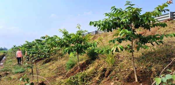 राष्ट्रीय राजमार्ग बन रहे ग्रीन कॉरिडोर:एक पेड़ माँ के नाम सड़कों के किनारे और डिवाइडर्स पर पौधरोपण...तरक्की की राह के साथ साथ हरियाली की छांव भी &ndash; मुख्यमंत्री श्री साय