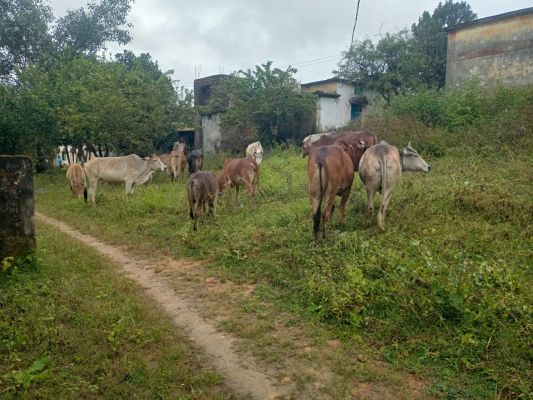 जशपुर पुलिस का गौ तस्करी के खिलाफ कार्यवाही निरंतर जारी,फिर छुड़ाया 15 नग गौ वंशों को तस्करों के चंगुल से