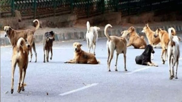 सुप्रीम कोर्ट के दिशा-निर्देशों के बाद स्कूलों में बच्चों को आवारा कुत्तों से बचाने के लिए शिक्षा विभाग की नई व्यवस्था लागू,