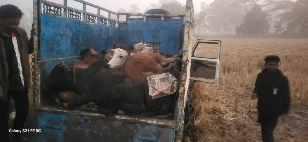 टमाटर की आड़ में चल रहे गौ तस्करी रैकेट का भंडाफोड़ : &nbsp;गश्ती के दौरान पुलिस टीम ने पीछा कर गौ वंश को छुड़ाया,