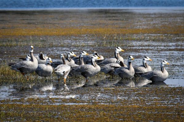 छत्तीसगढ़ का पहला रामसर साइट बना कोपरा जलाशय,वन एवं जलवायु परिवर्तन मंत्री श्री केदार कश्यप ने प्रदेशवासियों को दी बधाई