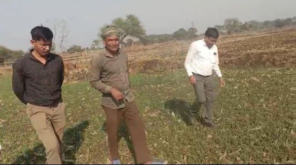 धान से हटे, लाभ में बढ़े:: जेवरा के दिलीप सिन्हा ने दलहन-तिलहन से रचा 25 लाख की सफलता की कहानी