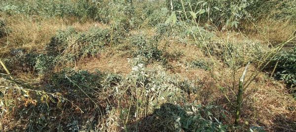 रानीकोम्बो में भटके हाथी का आतंक,वन विभाग बेखबर, खेतों में हाथी बेखौफ&mdash;एक 15 दिन से किसान परेशान &mdash; फसलें तबाह, जान पर खतरा