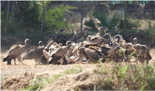 गिद्ध संरक्षण में छत्तीसगढ़ की नई उड़ान,इंद्रावती टाइगर रिजर्व बना देश का मॉडल
