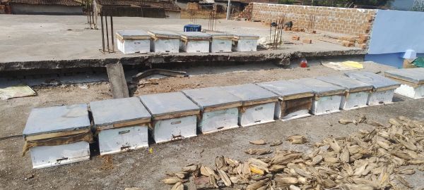 राष्ट्रीय बागवानी मिशन एवं राज्य योजना अंतर्गत मधुमक्खी पालन से लाभान्वित हो रहे किसान