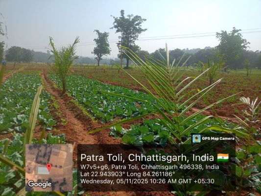 कृषकों के भविष्य को सुरक्षित करने राज्य सरकार की दूरदर्शी योजना, ऑयल पॉम खेती के लिए अतिरिक्त दिया जाएगा अनुदान