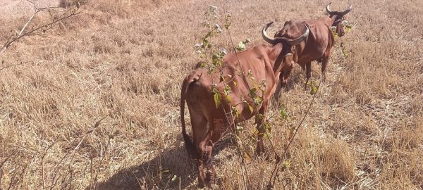 गौ तस्करी का नया खेल, किसानों के भेष में मवेशी पार करा रहे तस्कर,जंगल, नदी और सुनसान रास्तों से झारखंड पहुंचाए जा रहे&nbsp; मवेशी, नारायणपुर पुलिस की चुप्पी पर उठे सवाल