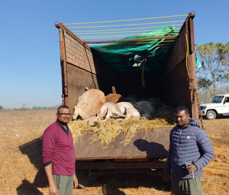 ऑपरेशन शंखनाद में जशपुर पुलिस की बड़ी कार्रवाई : चार दिनों में 95 गौवंश मुक्त, दो तस्कर गिरफ्तार, तीन वाहन जप्त, फरार आरोपियों की तलाश तेज